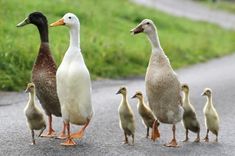 several ducks are walking down the road with their young ones in line to cross the street