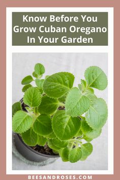 a small potted plant with the words know before you grow cuban oregano in your garden