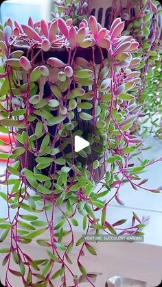 some pink and green plants on a table