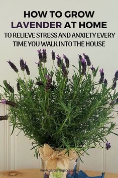 How To Grow Lavender At Home To Relieve Stress And Anxiety Every Time You Walk Into The House Natural Life Decor, Lavender Plant Indoors, Growing Lavender Indoors, Lavender Indoors, Grow Lavender, Growing Lavender