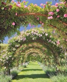 an image of a garden with flowers on the arch and grass in the foreground