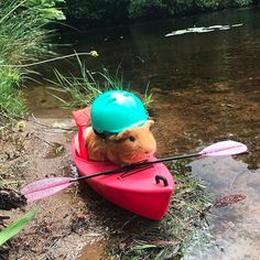 a hamster in a kayak with a helmet on it's head is sitting by the water