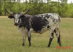 a black and white cow standing on top of a grass covered field with trees in the background