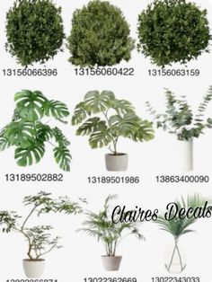 various types of plants and trees in different shapes, sizes and colors are shown on this page