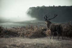 a large deer standing on top of a grass covered field