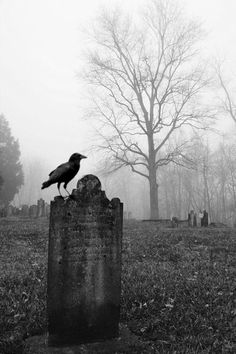 a black and white photo of a crow on top of a tombstone in a cemetery