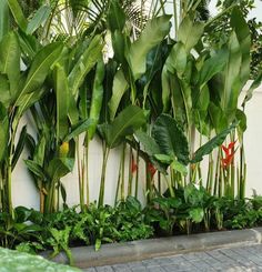 some green plants and red flowers in front of a white wall on a brick sidewalk