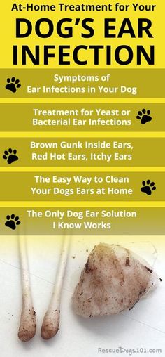 Cleaning Dogs Ears, Pet Remedies, Meds For Dogs, Dogs Ears Infection, Dog Remedies, Ear Infections, Pet Tips, Dog Health Tips, Dog Info