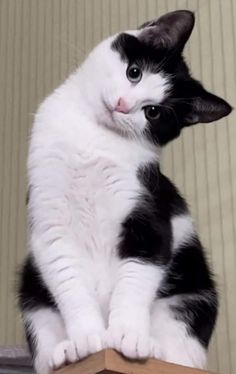 a black and white cat sitting on top of a wooden table next to a wall