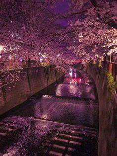 the water is running under the trees in the city at night, with lights shining on them