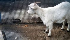 a white goat standing in front of a caged area with dirt on the ground