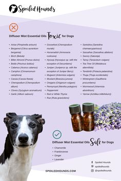 Do you use an essential oil diffuser and have a dog? Some essential oils can be harmful or fatal for dogs to breathe. Keep your dog safe and get the list of diffuser essential oils toxic to dogs. Learn which essential oils are safe for diffusing around your pet. #diffuser #dogsafety Essential Oils Harmful To Dogs, Toxic Essential Oils For Dogs, Pet Safe Essential Oils To Diffuse, Doterra Dogs, Hellenic Witchcraft, Dog Safe Essential Oils, Essential Oils For Dogs