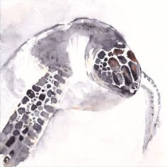 a watercolor painting of a sea turtle in grey and white colors with spots on it's shell