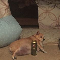 a small dog laying on the floor next to a can of beer and a pillow