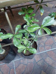 three potted plants sitting on top of a tiled floor next to a metal table