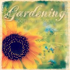 a sunflower with the words gardening soothes the soul