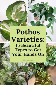 pothos varieties 15 beautiful types to get your hands on in the spring and summer