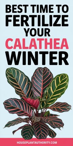 Best time to fertilize your Calathea: winter. Pothos Plant Care, Philodendron Monstera, Prayer Plant, Pothos Plant, Plant Supplies, Plant Guide