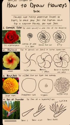 how to draw flowers for beginners with pictures and instructions on how to draw flowers