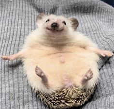 a hedgehog sitting on top of a bed with it's arms stretched out