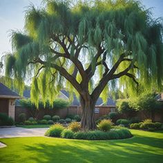 Looking to enhance your large yard with the best trees for privacy and beauty? Consider these fast-growing trees for zones 5 & 6 that are perfect as driveway trees or privacy trees. Whether you have a small yard or spacious backyard, these large yard trees can transform your landscape effortlessly. Discover the best privacy trees and shrubs that will provide both seclusion and aesthetic appeal to any backyard. Find the ideal small trees for privacy or explore the options for fast-growing drivewa Garden With Big Trees, Big Tree Front Yard, Front House Privacy Ideas, Landscape Around Large Tree, Zone 5 Landscaping Front Yards, Tree Placement In Front Yard