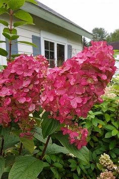 pink flowers are blooming in front of a house