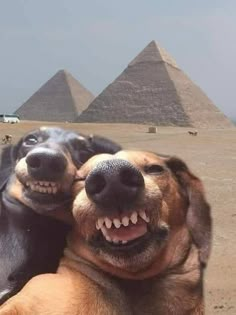 two dogs with their mouths open sitting in front of the pyramids at giza