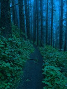 a path in the middle of a forest on a foggy day