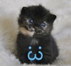 a small black and brown kitten sitting on top of a fluffy white blanket with a blue logo