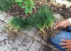 a man kneeling down next to a patch of grass