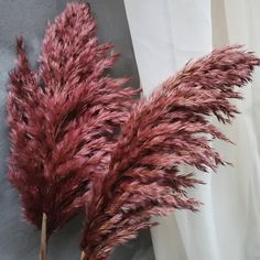 some very pretty red plants in front of a white curtain with curtains behind it and one plant sticking out from the bottom