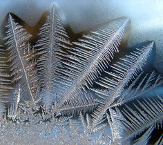 some frosted leaves on a window pane