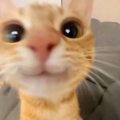 an orange cat with big eyes looking at the camera