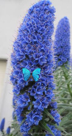 a blue flower with a butterfly sitting on it's back end, in front of a building