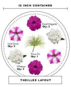 the different types of flowers are shown in this graphic above it is an image of purple and white petunias