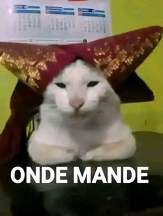 a white cat wearing a red and gold hat with the words onde mande above it