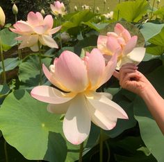 a person is touching some pink flowers in the middle of a large pond full of water lilies