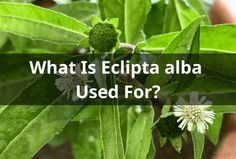 Unlocking the Potential: What Is Eclipta alba Used For? Herbal Compress, Daisy Leaves, Skin Tonic, Holistic Approach To Health, Herbal Bath, Superfood Powder, Culinary Herbs, Promote Healthy Hair Growth