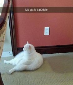 a white cat laying on the ground in front of a mirror