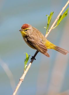 a small bird sitting on top of a tree branch