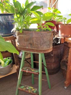 a potted plant sitting on top of a wooden stand next to other pots and plants