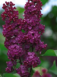 purple flowers with green leaves in the background