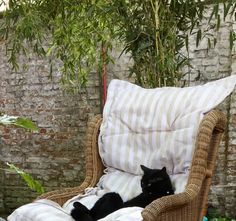 a black cat laying in a wicker chair