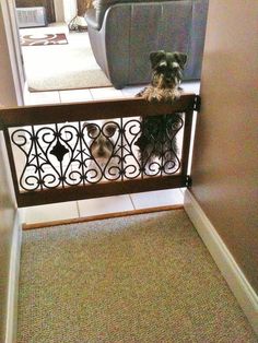 a small dog sitting on top of a metal gate next to a couch and chair