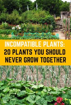 a garden with lots of plants in it and text overlay that reads, incompatible plants 20 plants you should never grow together