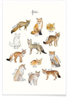 an illustration of foxes in different colors and sizes