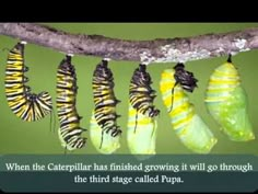 a bunch of caterpillars hanging from a tree branch with green and yellow stripes