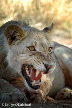 a close up of a lion laying on the ground with it's mouth open