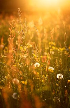 the sun shines brightly over a field of wildflowers