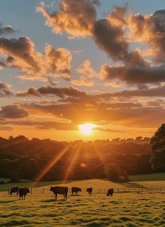 cows grazing in a field at sunset with the sun setting behind them and clouds overhead